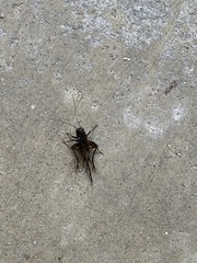 Allonemobius socius
