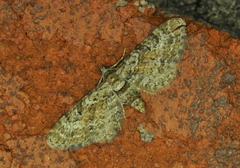 Eupithecia anticaria