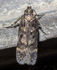 Chionodes bicostomaculella