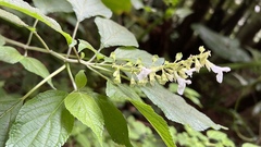 Salvia alba