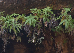 Dicranopteris linearis linearis