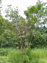 Zanthoxylum caribaeum