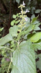 Salvia alba