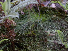 Fimbristylis pauciflora