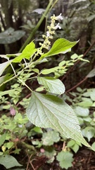 Salvia alba
