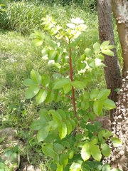 Zanthoxylum caribaeum