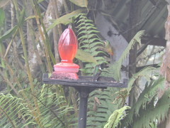 Coeligena bonapartei