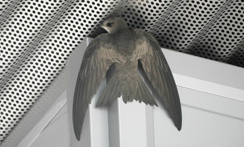 Pallid Swift