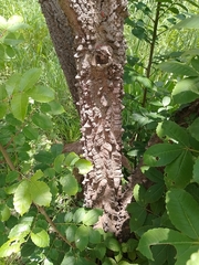 Zanthoxylum caribaeum