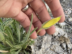 Oenothera howardii