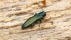 Agrilus sulcicollis