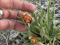 Oenothera howardii