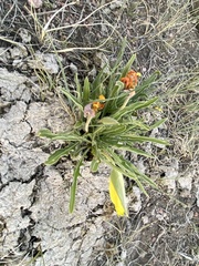 Oenothera howardii