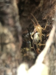 Forficula auricularia