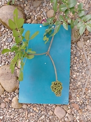 Zanthoxylum caribaeum