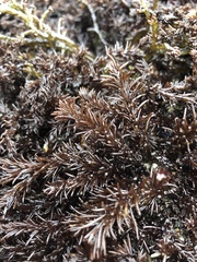 Neorhodomela