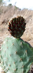 Opuntia gosseliniana