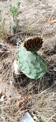 Opuntia gosseliniana