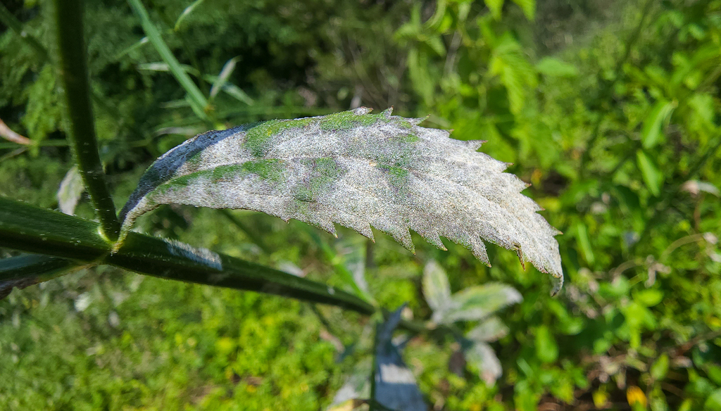 Verbena-Powdery Mildew from York County, SC, USA on June 13, 2022 at 04 ...