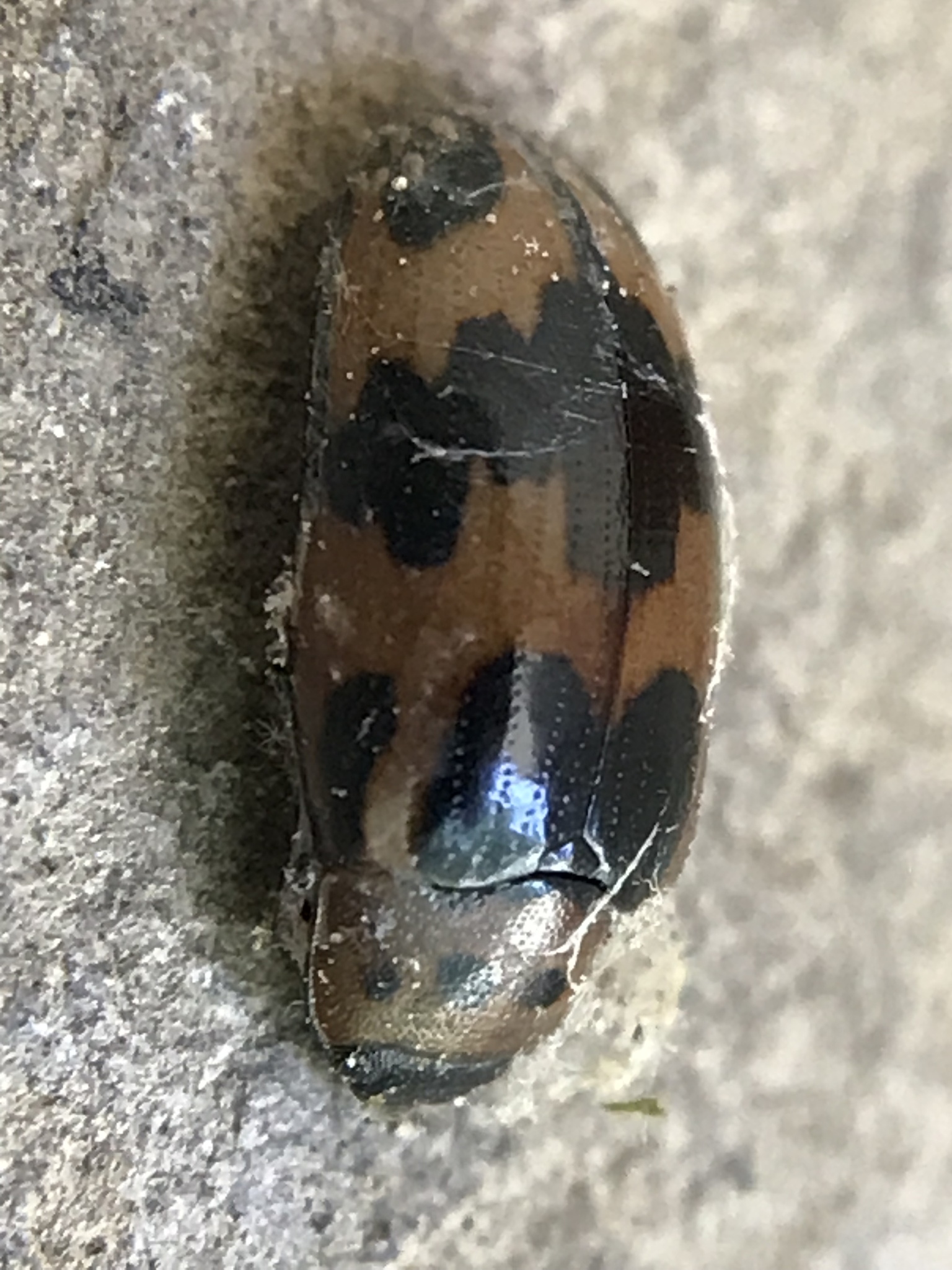 Ischyrus quadripunctatus