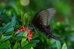 Papilio bianor thrasymedes