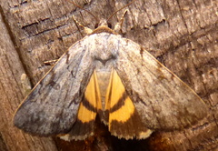 Catocala sordida