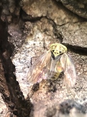 Auchenorrhyncha