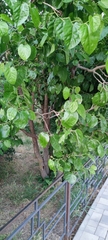 Morus alba