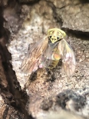 Auchenorrhyncha