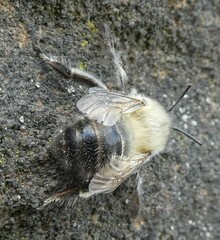 Anthophila