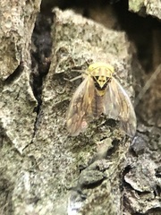 Auchenorrhyncha