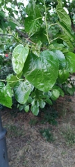 Morus alba
