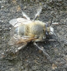 Anthophila