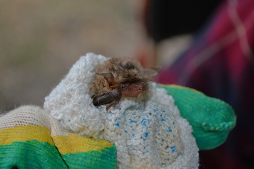 Tschuli Myotis
