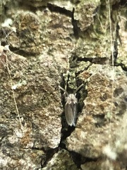 Pterygota