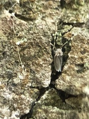 Pterygota