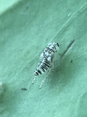 Pterygota