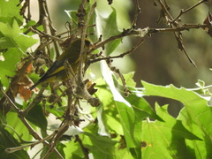 Chloris chloris aurantiiventris