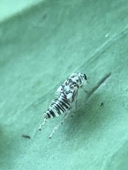 Pterygota