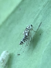 Pterygota