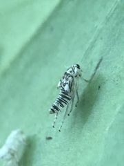 Pterygota