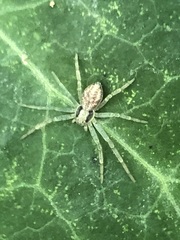 Araneae