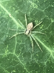 Araneae