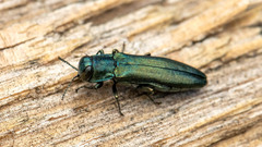 Agrilus sulcicollis
