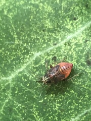 Heteroptera
