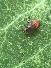 Heteroptera