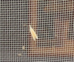 Pleurota aristella