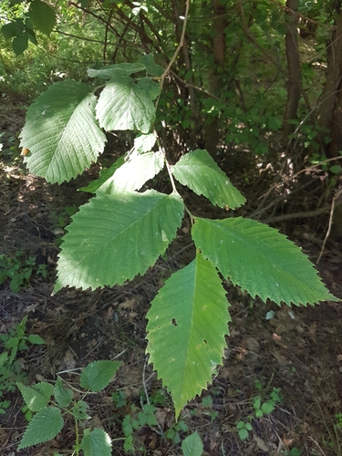 brest väzový (Ulmus laevis)