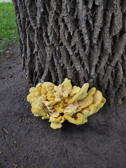 Laetiporus sulphureus
