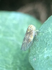 Auchenorrhyncha